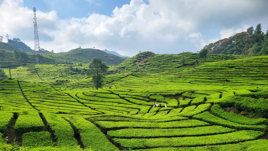 Scenic lush green tea plantation landscape in Pemalang with mountains in background